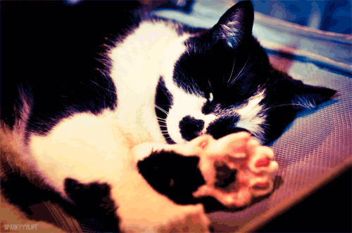 Des gifs de chats pour la Journée Internationale du Matou