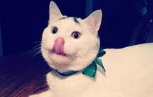 La Journée Internationale du Chat… en gifs !