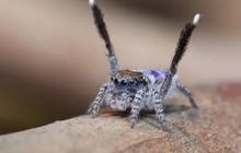 Une araignée danse sur YMCA