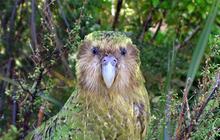 Le kakapo, cet animal extraordinaire(ment con)