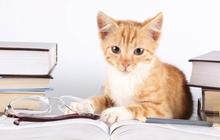 Les fans de chats sont les plus intelligents, c’est prouvé !