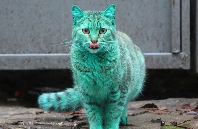 Résultat de recherche d'images pour "chat bleu"