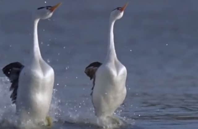 Les Plus Belles Techniques De Drague Chez Les Oiseaux