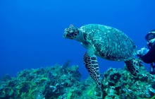 Le plastique, bourreau de nos océans pollués
