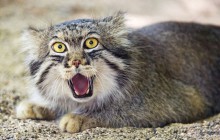 Le chat de Pallas, cet animal méconnu qui a une bonne tête