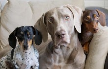 Sélection de comptes Instagram de chiens