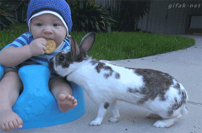 Journée internationale du lapin : célébrations en gifs & images ...