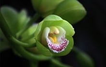 Comment présenter vos plantes de façon originale ?