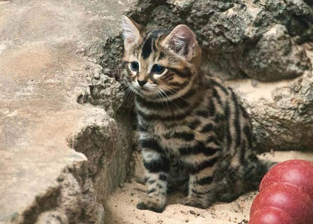 Trois Felins Qui Meritent D Avoir Autant De Succes Que Le Chat