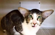 Le chat sosie de Kylo Ren (Adam Driver), nouvelle star des Internets