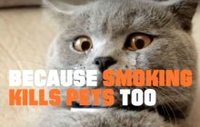 Arrêtez de fumer, sauvez un chaton !