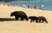 Maman ours et ses oursons à la plage, parce qu’il fait chaud pour tout le monde en été