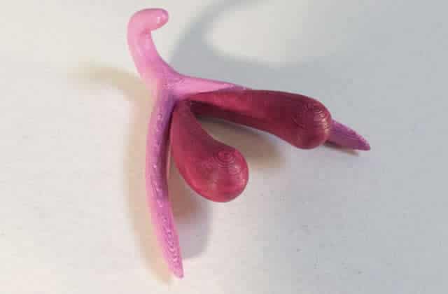 clitoris-3d-education.jpg