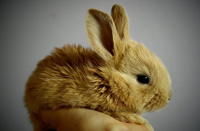 C’est la Journée Internationale du Lapin, mets du fluffy dans ta vie !