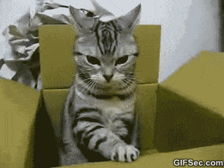 test-animaux-chat.gif