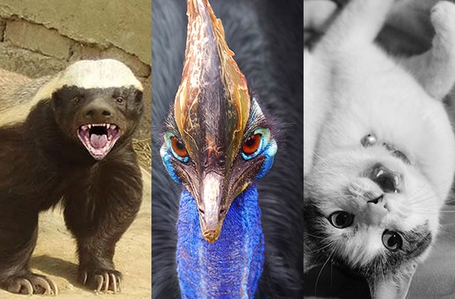 Test — Quel animal vénère deviens-tu quand tu es de mauvais poil ?