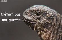 Un bébé iguane traqué par une horde de serpents dans la vidéo animalière la plus badass du moment