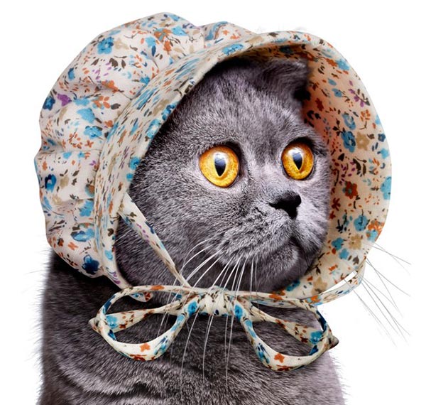 Le Bonnet De Laitiere Pour Chats A Trouver Sur Firebox