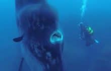 Un poisson-lune de quatre mètres de haut, une rencontre ahurissante