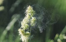 L’allergie au pollen est là, voici comment lutter efficacement !