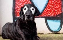 Le chien atteint de vitiligo qui allait à la rencontre des enfants partageant la même maladie est décédé