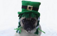 Guide de survie pour une Saint Patrick réussie !