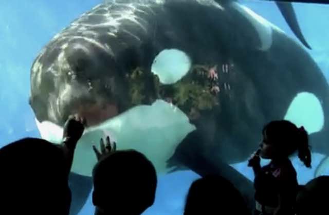 La captivité des dauphins et des orques est vouée à disparaître en France !