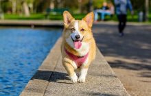 Comment aider son chat ou son chien à supporter la canicule ?