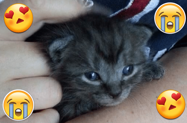 J ai adopté un chat à la spa