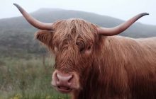 De nombreux Américains pensent que le lait au chocolat vient… des vaches marron