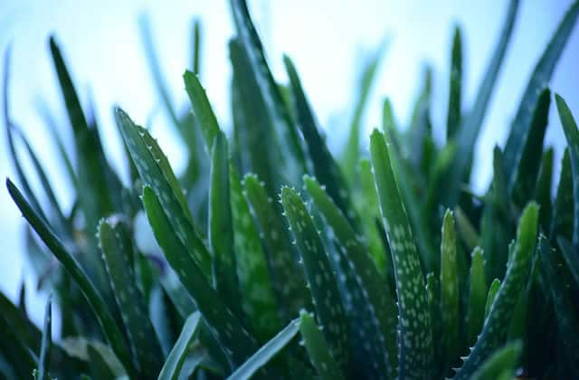 À la découverte de l’aloe vera, cette plante « magique » qui fait tant de bien