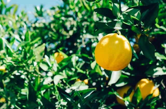 Classement des fruits à récolter, du plus chiant au plus chouette