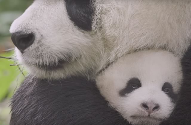 Tout plaquer pour aller câliner des bébés pandas