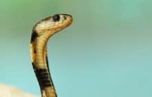 On peut jouer à Snake sur Google, dites adieu à votre productivité