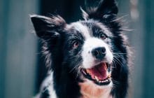 Une nouvelle loi Californienne demande aux animaleries de ne vendre que des animaux sauvés !