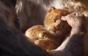 Le Roi Lion a sa bande-annonce et IL EST SI FLUFFY ET DODU OH LÀ LÀ
