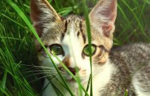 Vous avez un chat ? Bravo, vous tuez la planète