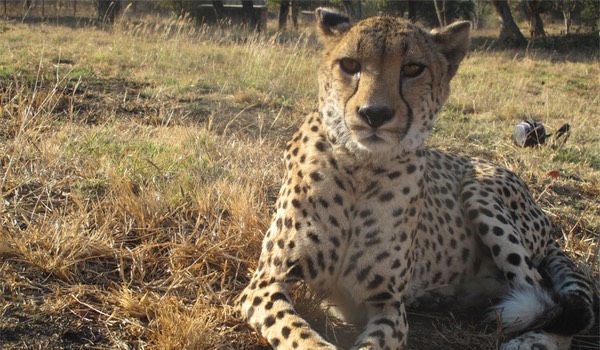 Gratuit rencontres chat Afrique du Sud