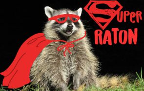 Ce raton laveur est le héros des villes dont j’avais besoin