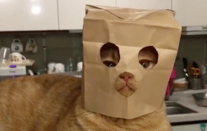 Les trouvailles d’Internet pour bien commencer la semaine #369