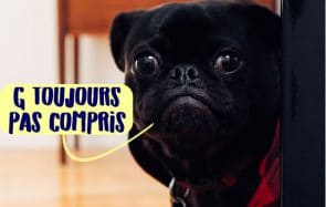 Transforme-toi en prestidigitatrice pour chien avec le #WhatTheFluffChallenge