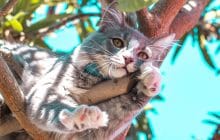 Comment aider ton chat ou ton chien à supporter la canicule