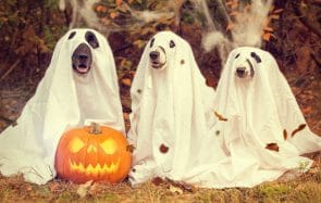 8 idées de costumes pour Halloween, parce que c’est BIENTÔT !