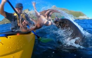 Un PHOQUE gifle un mec en kayak avec UN POULPE
