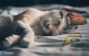 Tu procrastines ? Tu as enfin une bonne excuse