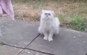 La vérité sur ce chat errant très moche