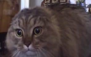 nononono-cat-mort-rip