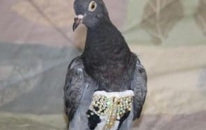 Qui a mis un slip à paillettes à ce pigeon ?