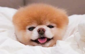 Boo, le chien le plus mignon du monde, est mort