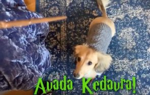 Ce chien adorable réagit à tous les sorts d’Harry Potter